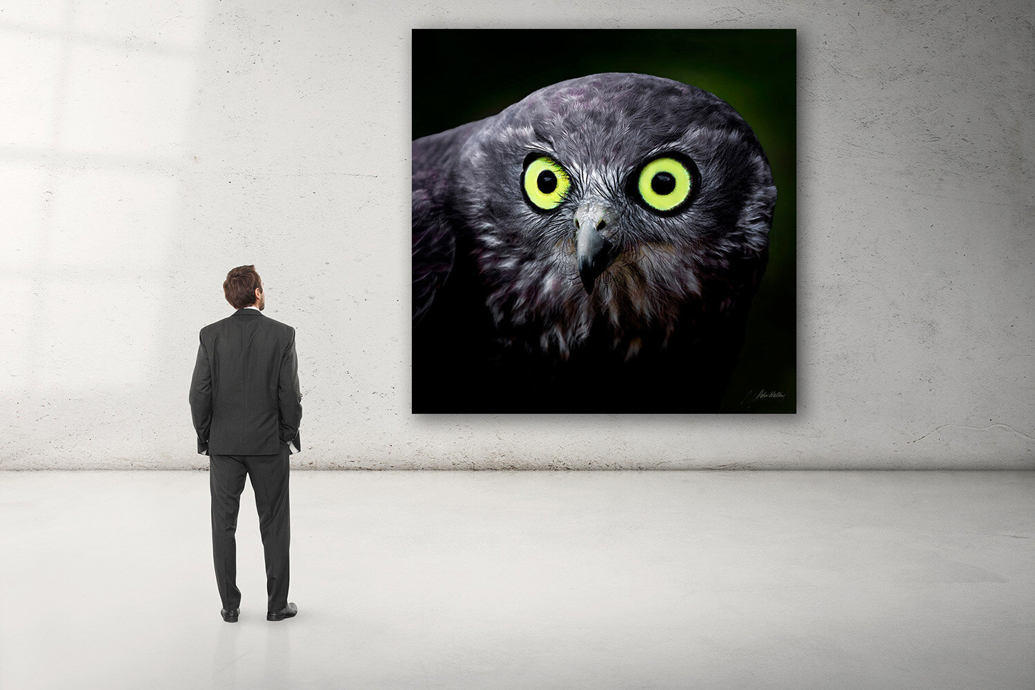 Stare of the owl-room.jpg