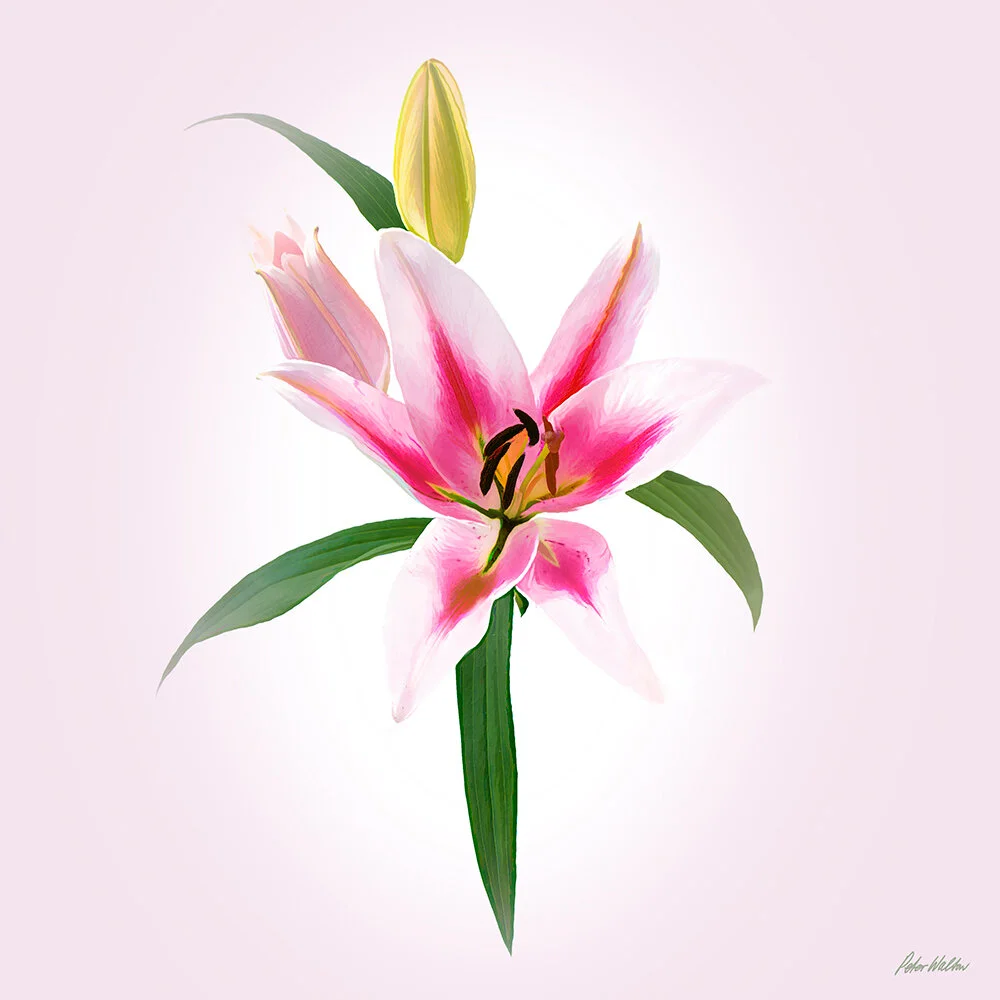 Milk and Wine Lily