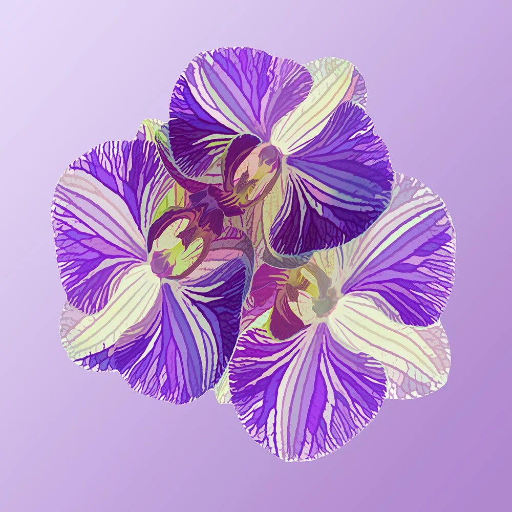 Lily Trio