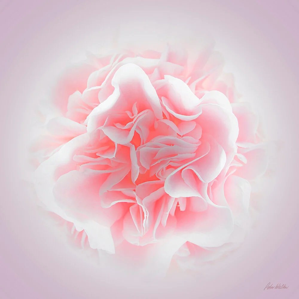 Pink Camelia