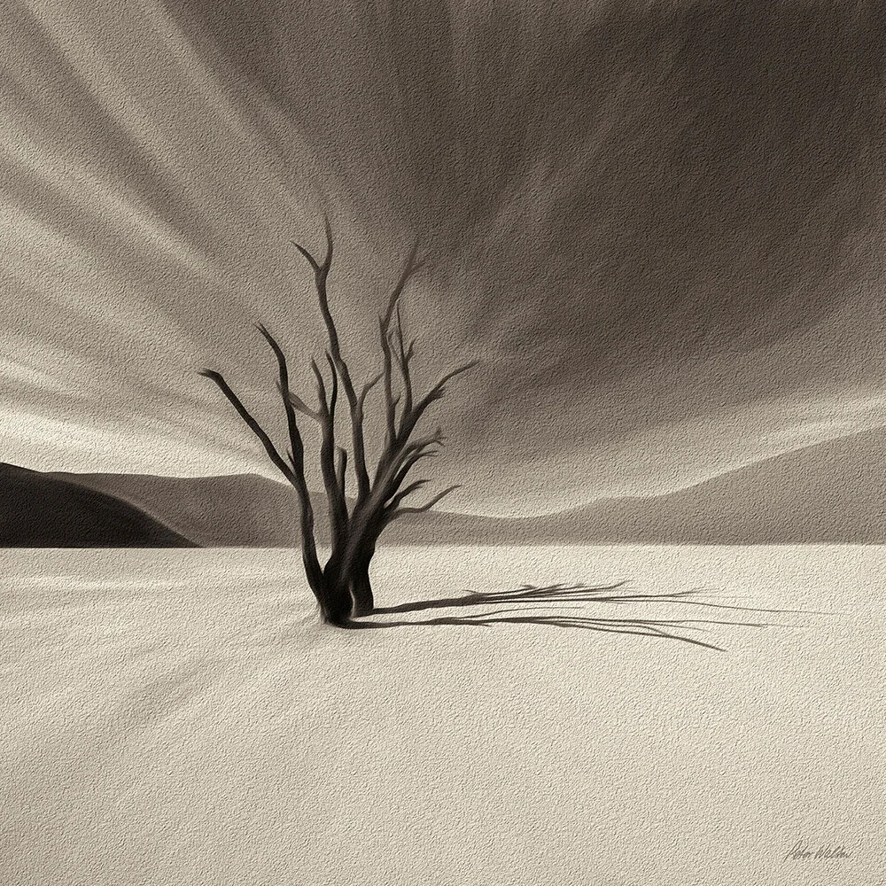 Camelthorn Tree Namibia