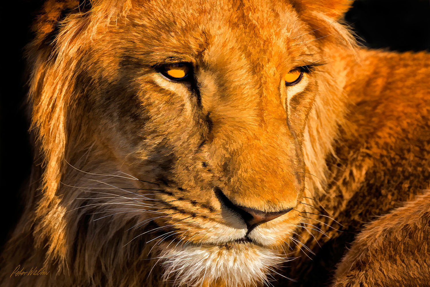 Stare of The Lion