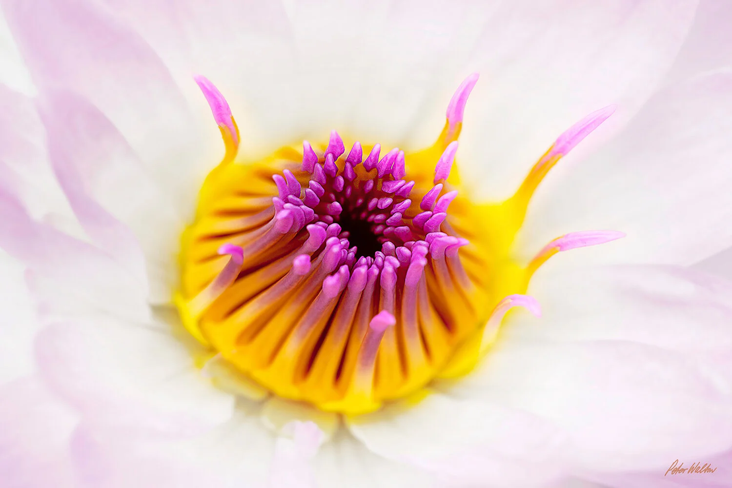 Lotus Flower
