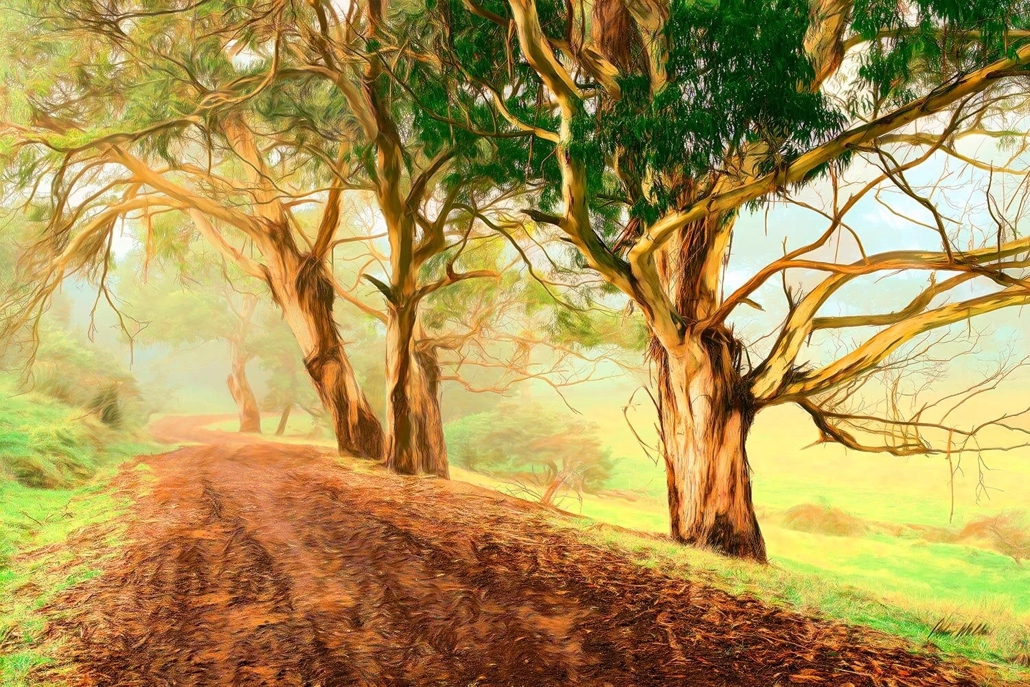 Eucalyptus Lined Track