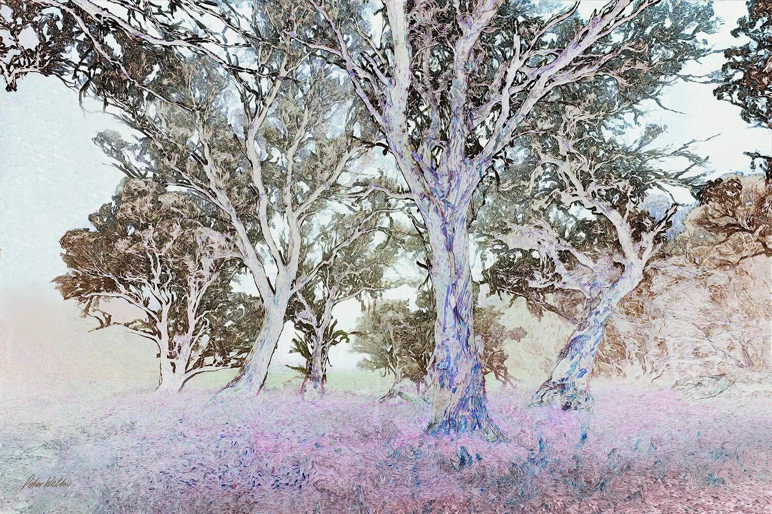 Forest Dreaming