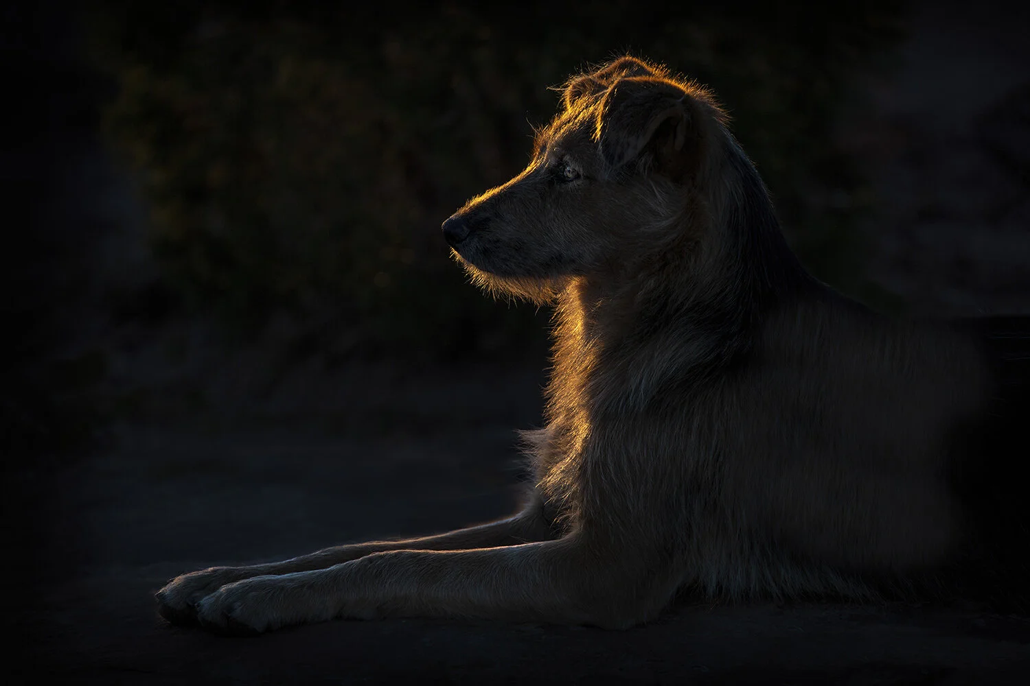 Thoughtful Dog