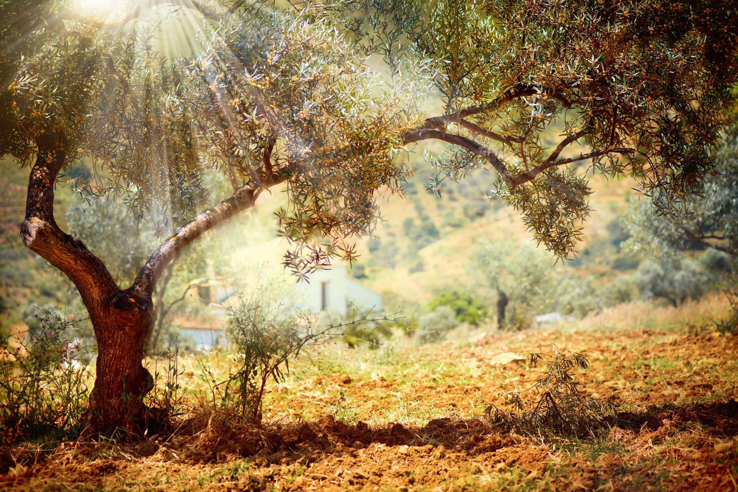 Medium_bigstock-Olive-Trees-Mediterranean-oli-47140495.jpg