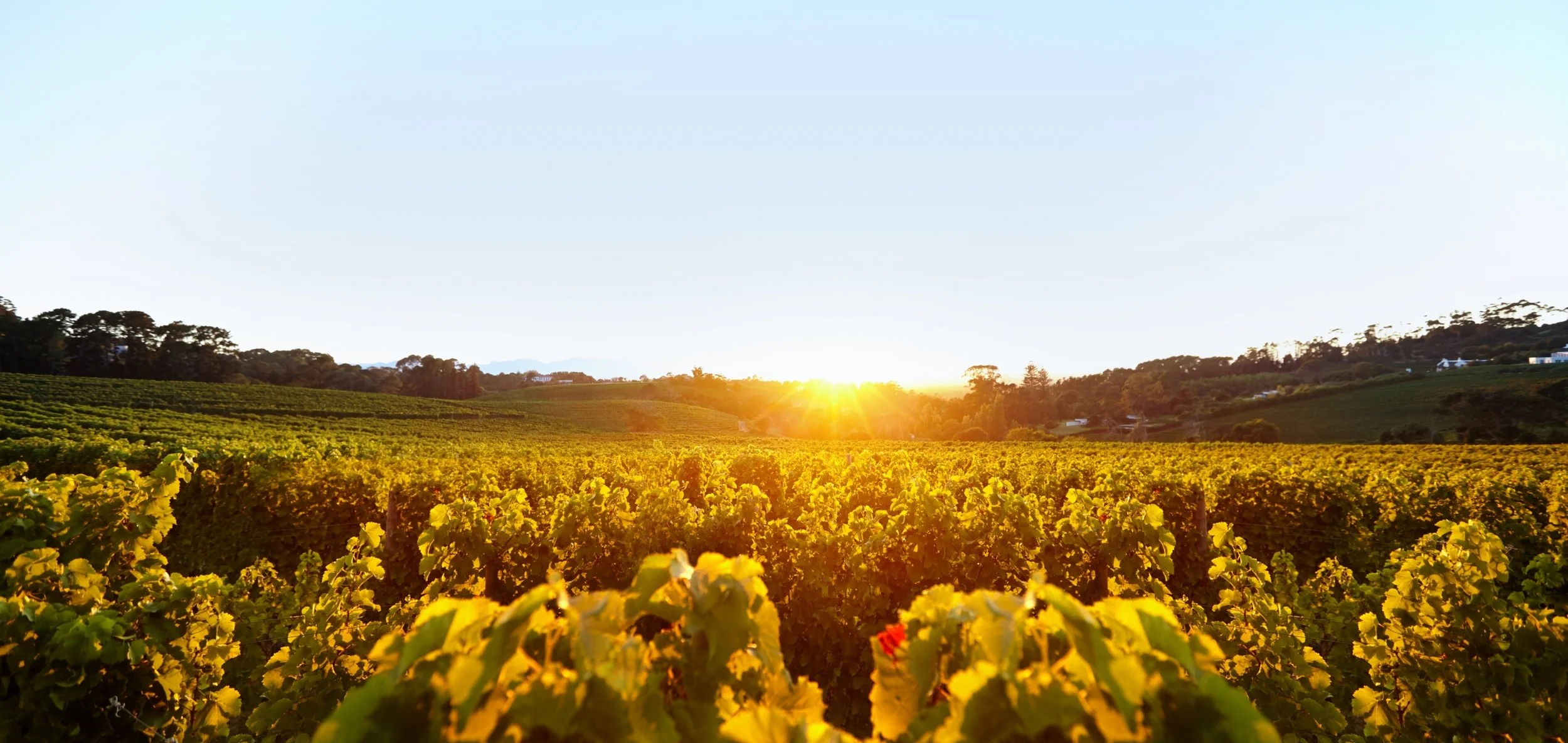bigstock-Sunset-Over-Vineyard-100857722.jpg