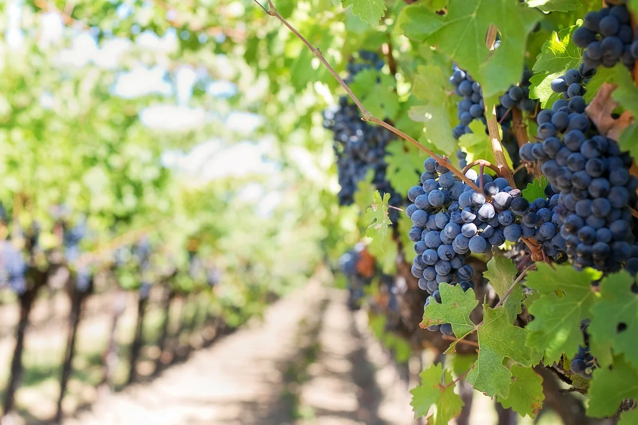 Savor Sonoma Valley