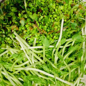 Sprouts, organic, cress, Vegetable sprouts