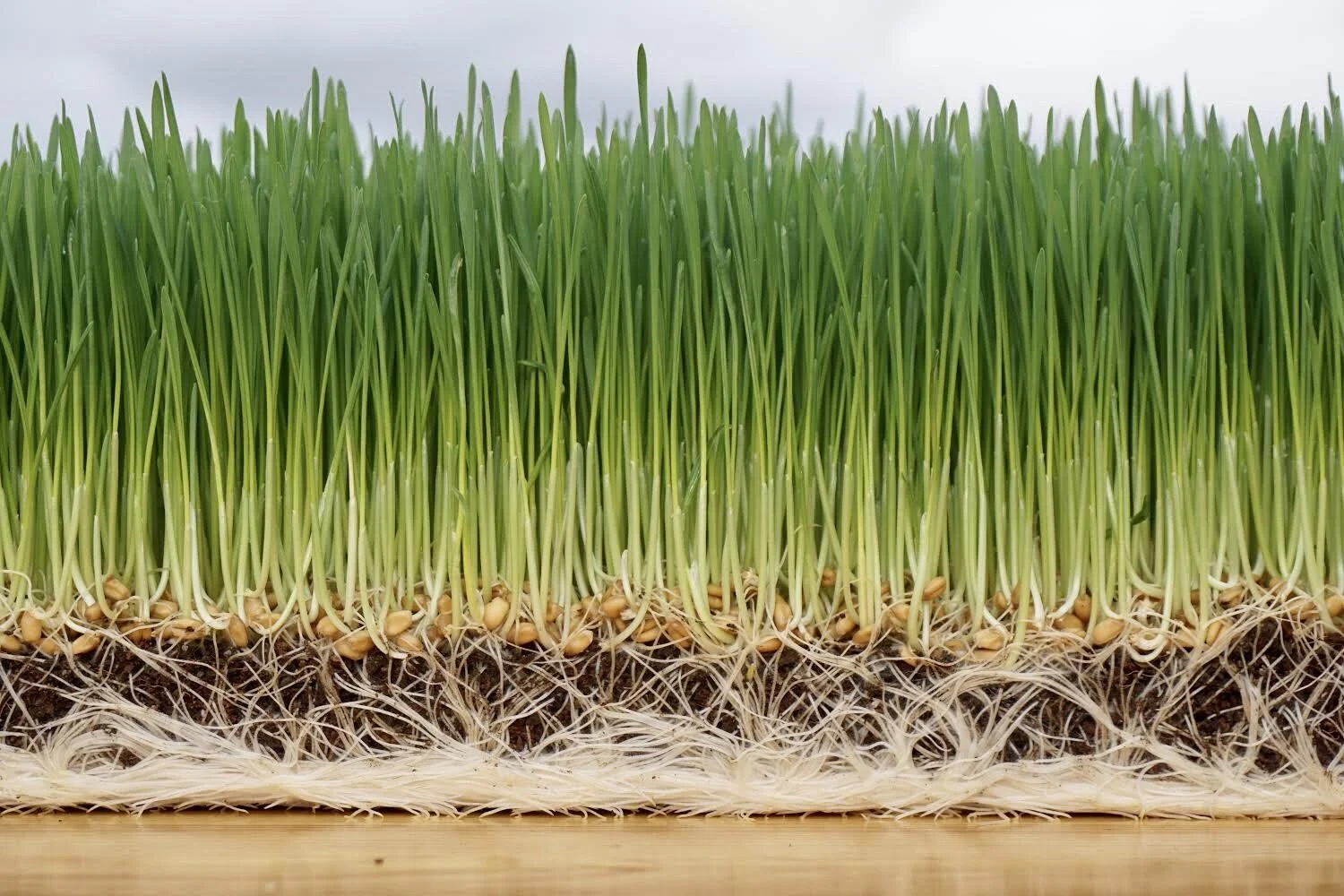 9FF61B42-0693-452E-8F3A-51F14D3437BB