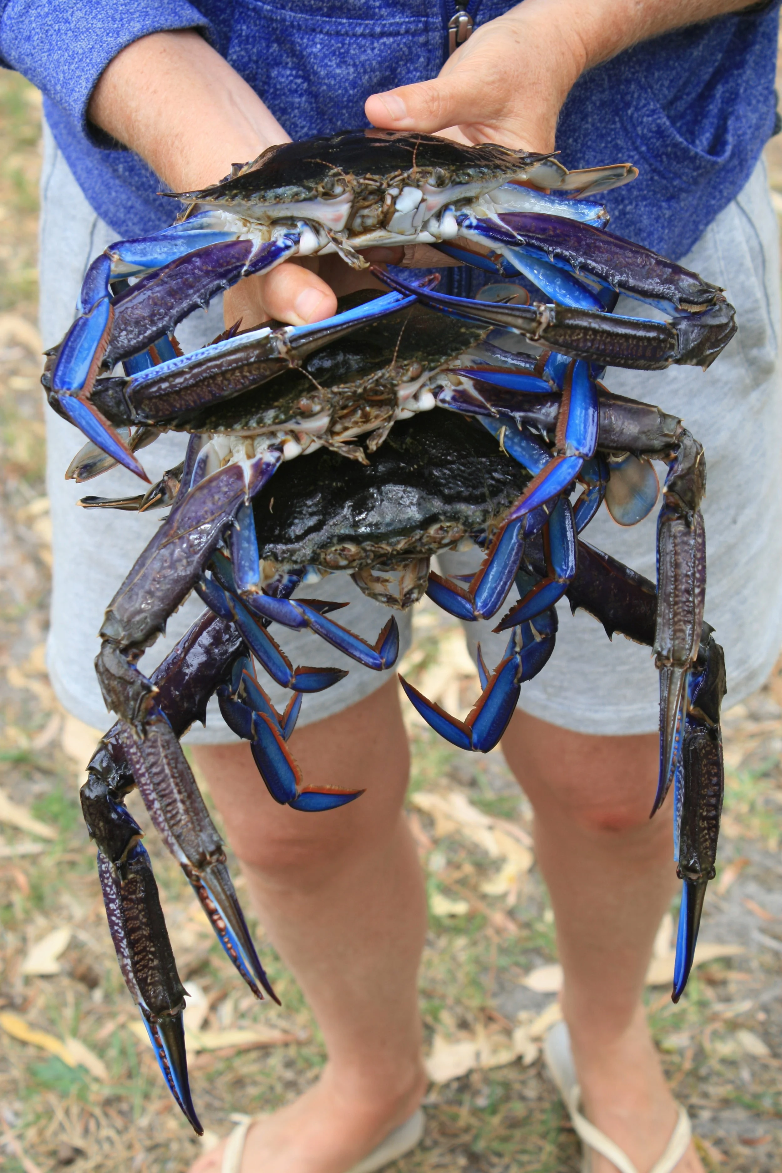 p146 Blue crabs.jpg