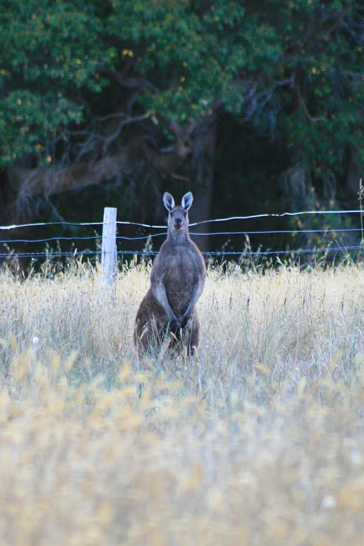 Kangaroo_resized.jpg