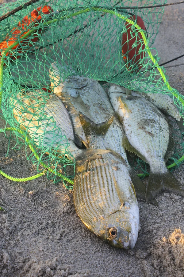 p187:2 Bream Lights Beach-.jpg