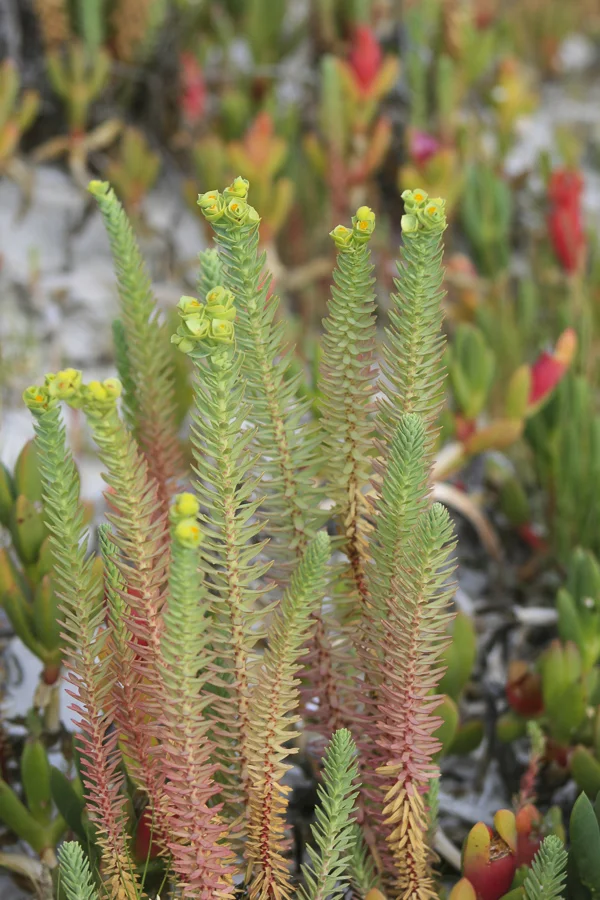 p189:2 Foliage WA-.jpg