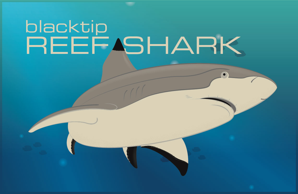 Shark Illustration 1
