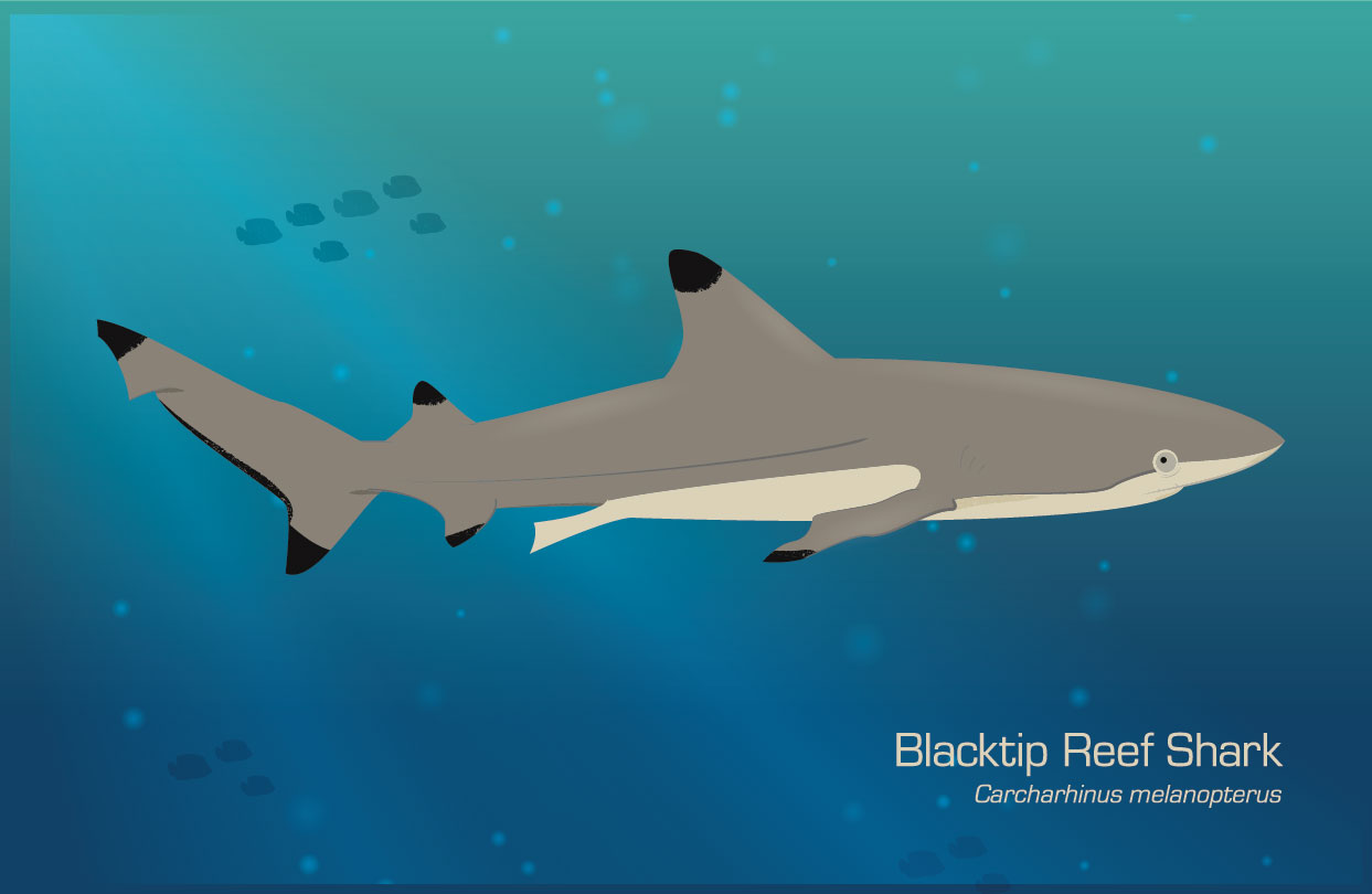 Shark Illustration 2
