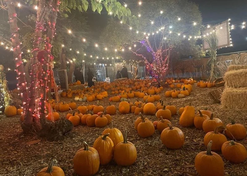 MEF Pumpkin Patch