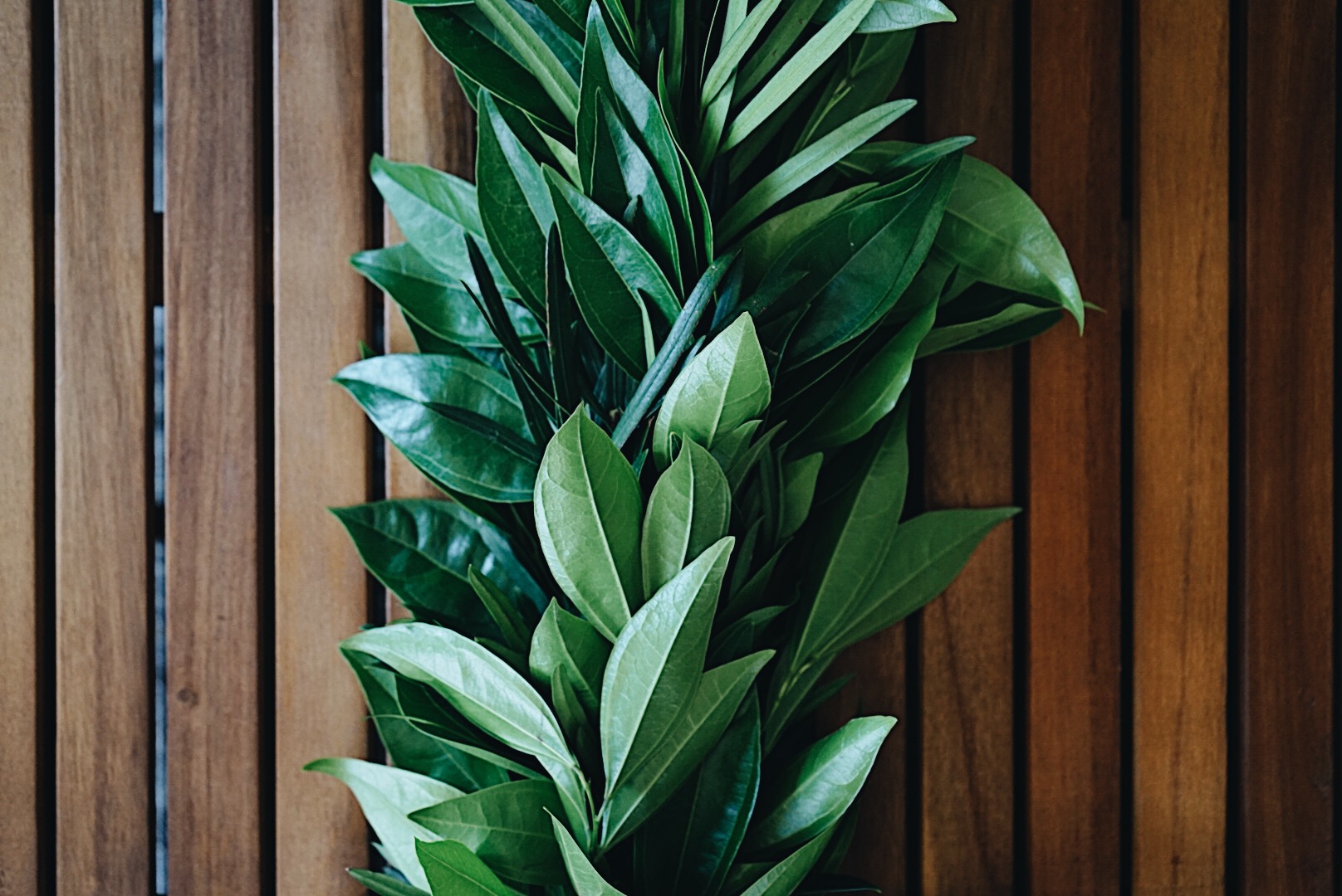 cocculus and podocarpus garland on coffee table.jpg