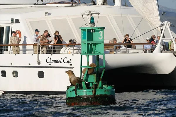 Channel Cat 03.jpg