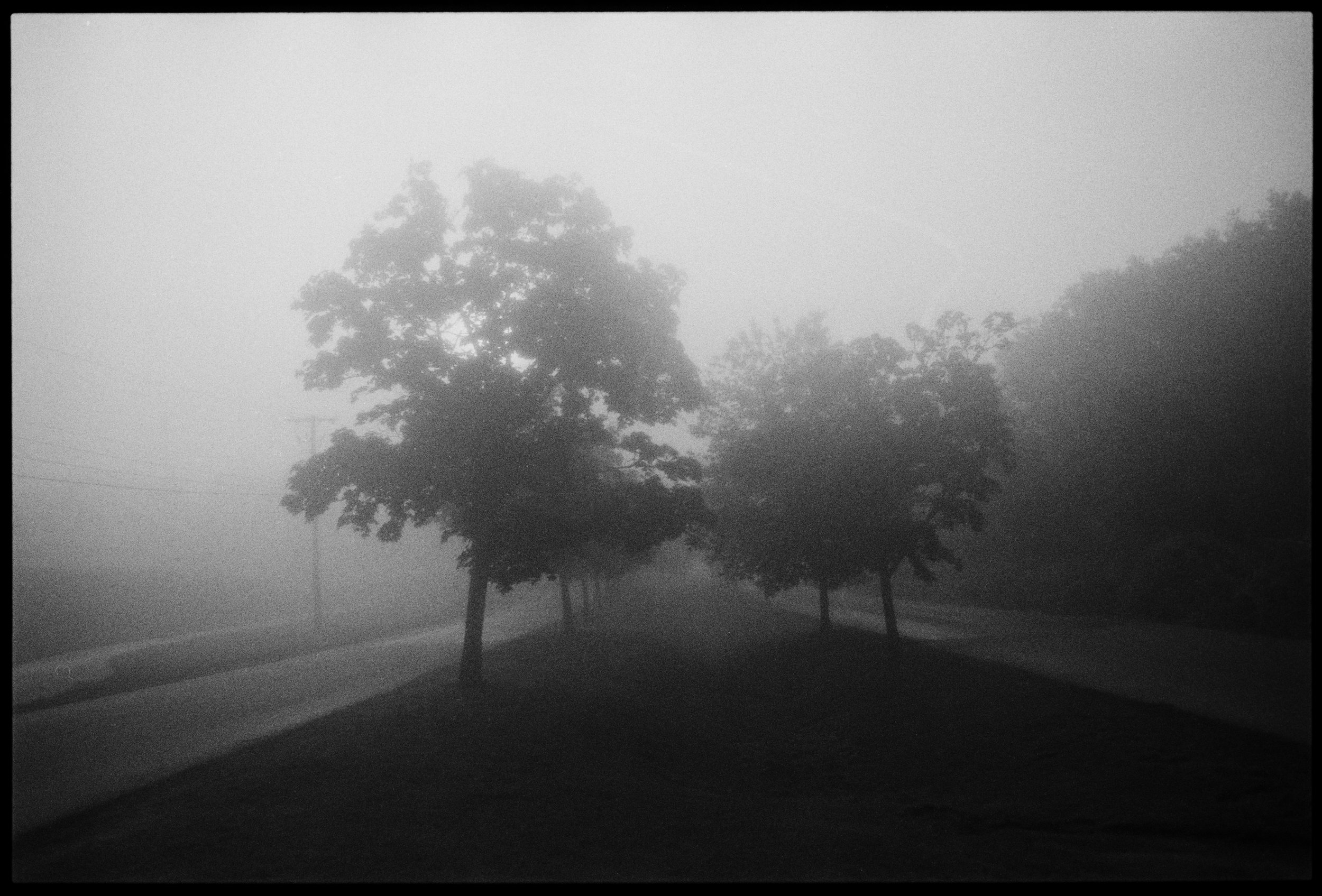 6.7.21 foggy bike ride trees  001 copy.jpg