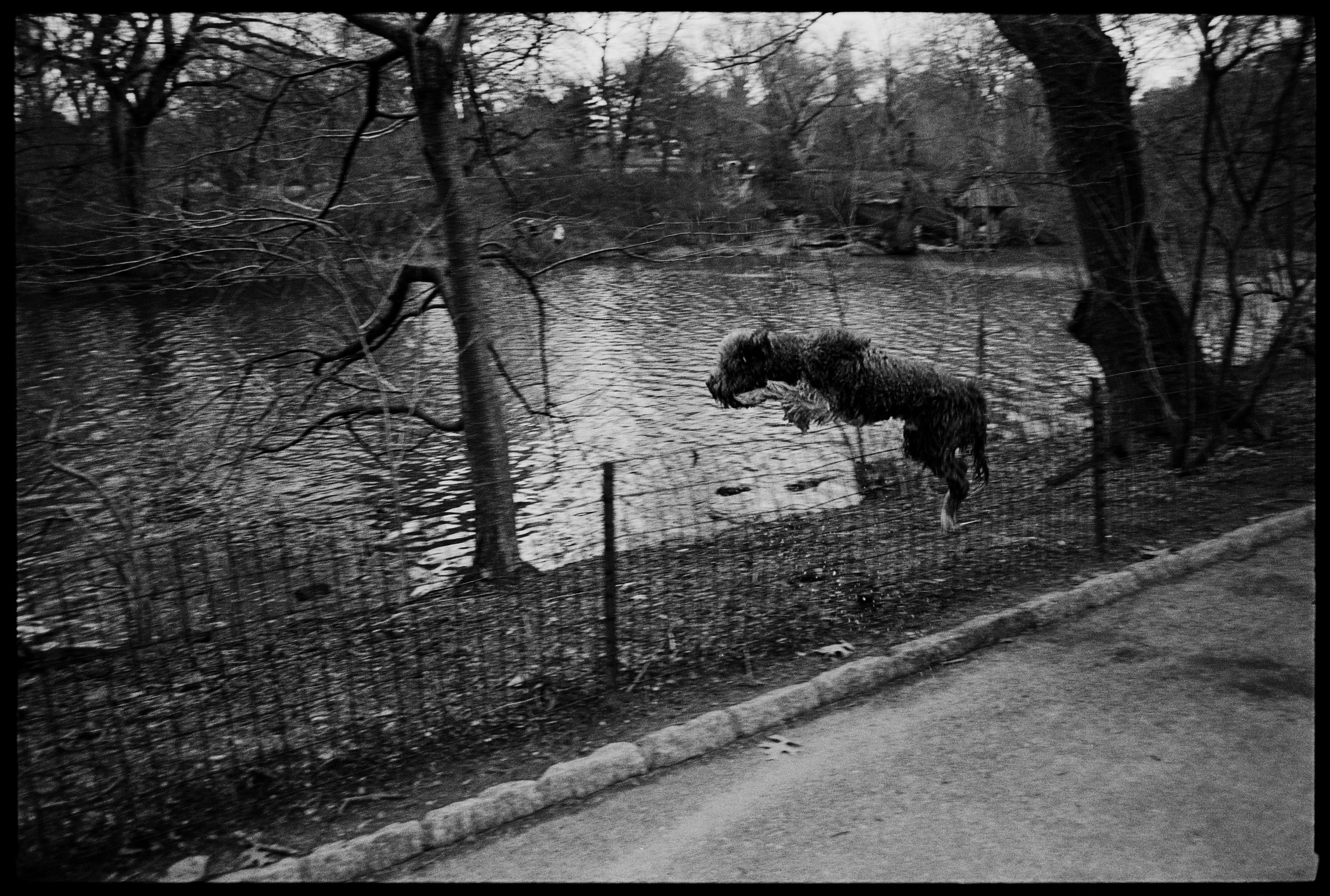 3.5.23 wet dog jumping central park  001 copy.jpg
