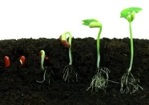 sproutt.jpg