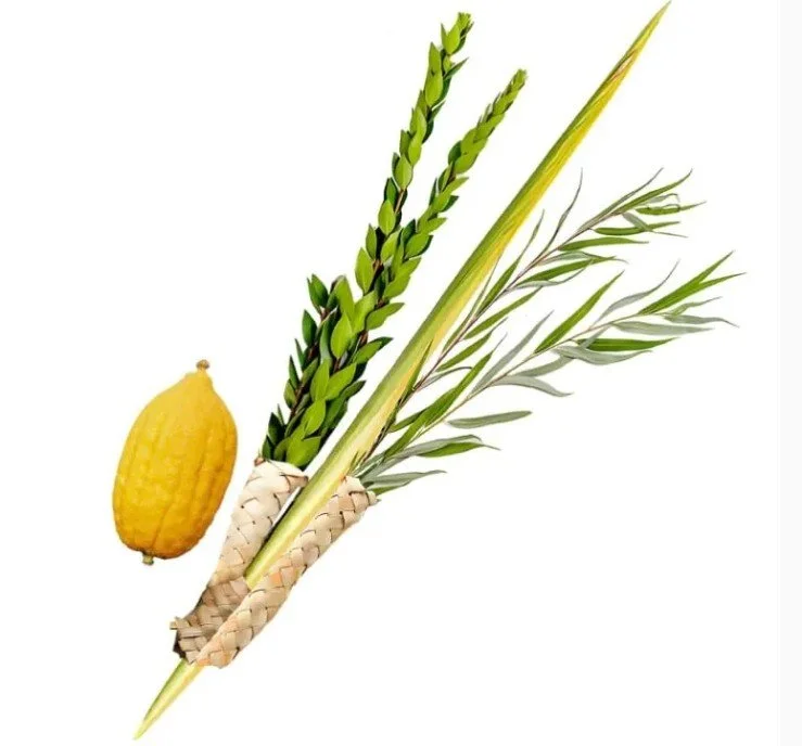 Last day to order Lulav and Etrog for Succoth