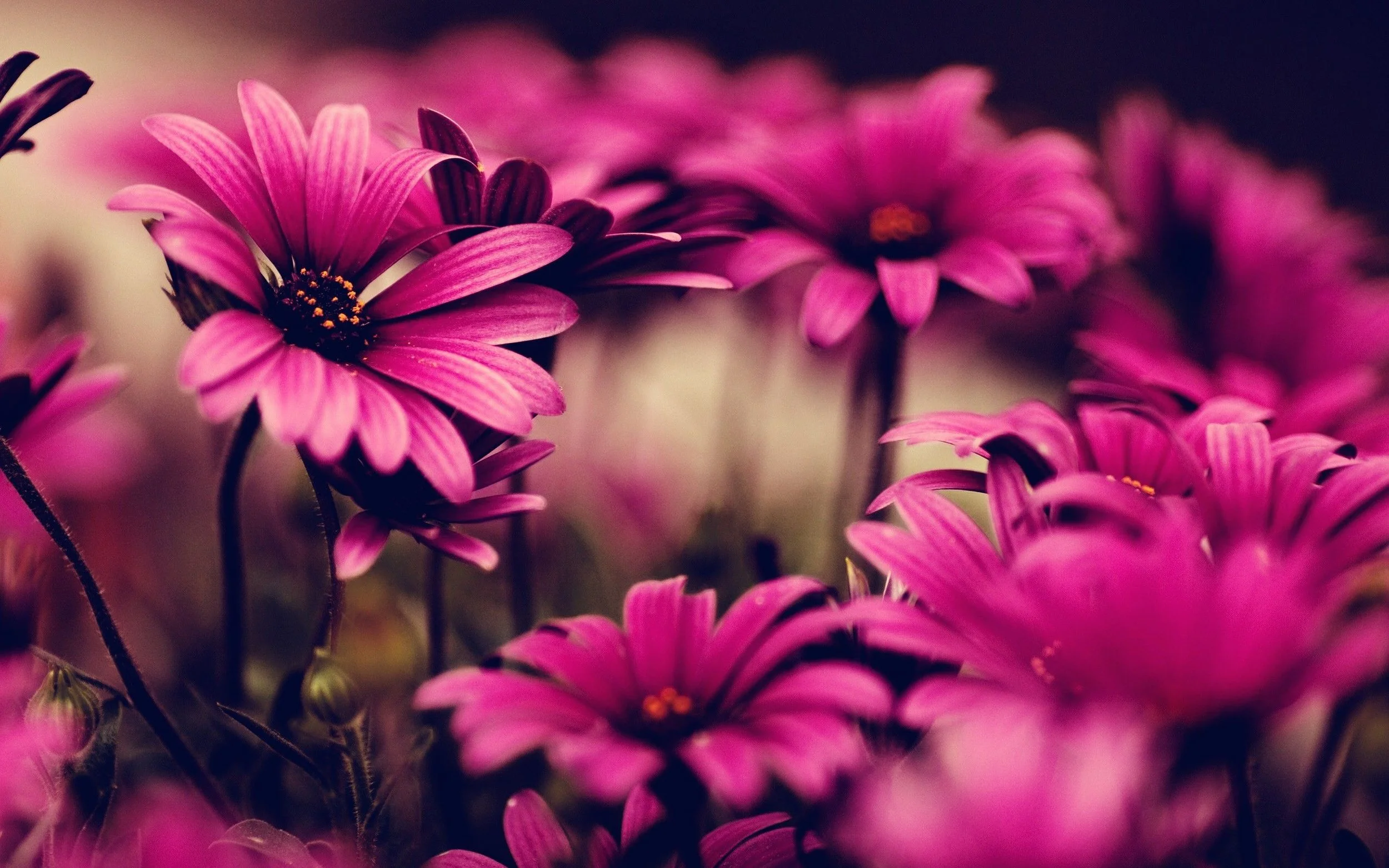 Beautiful-Flowers-Backgrounds.jpg