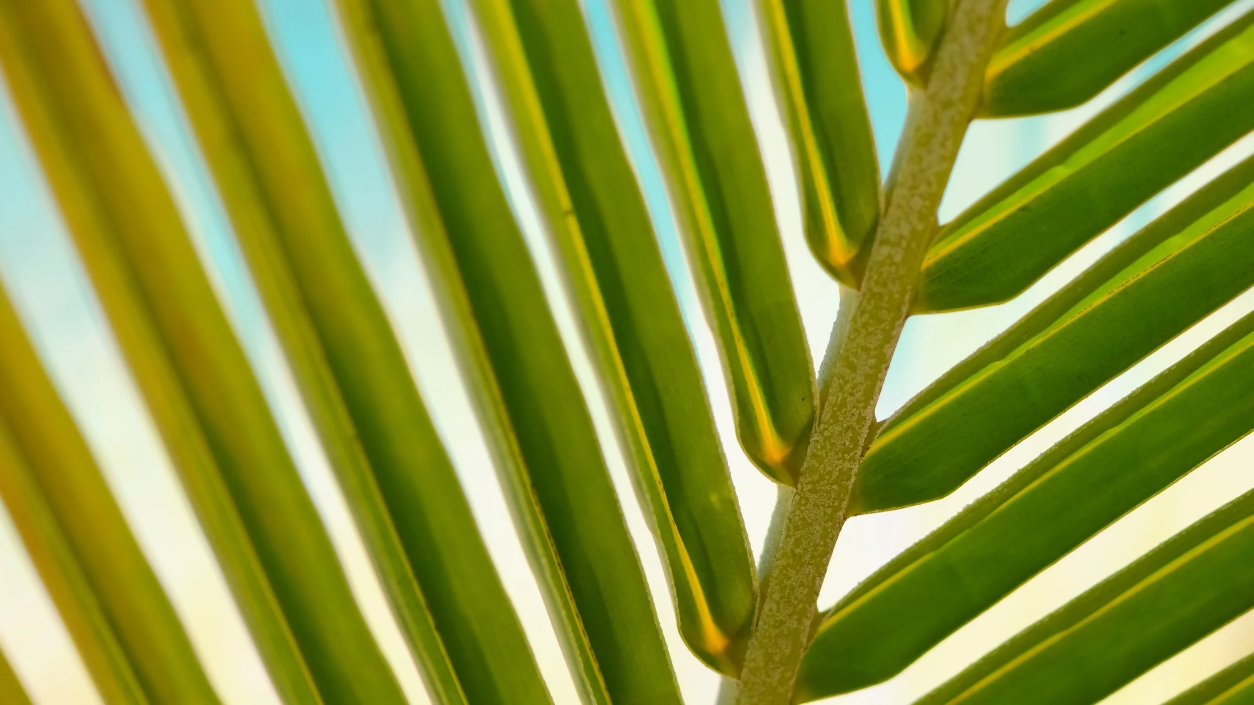 leaf_palm_tree_branch_close_up_106530_3840x2160.jpg