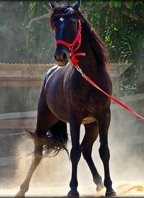 My Majestic Horse Samba