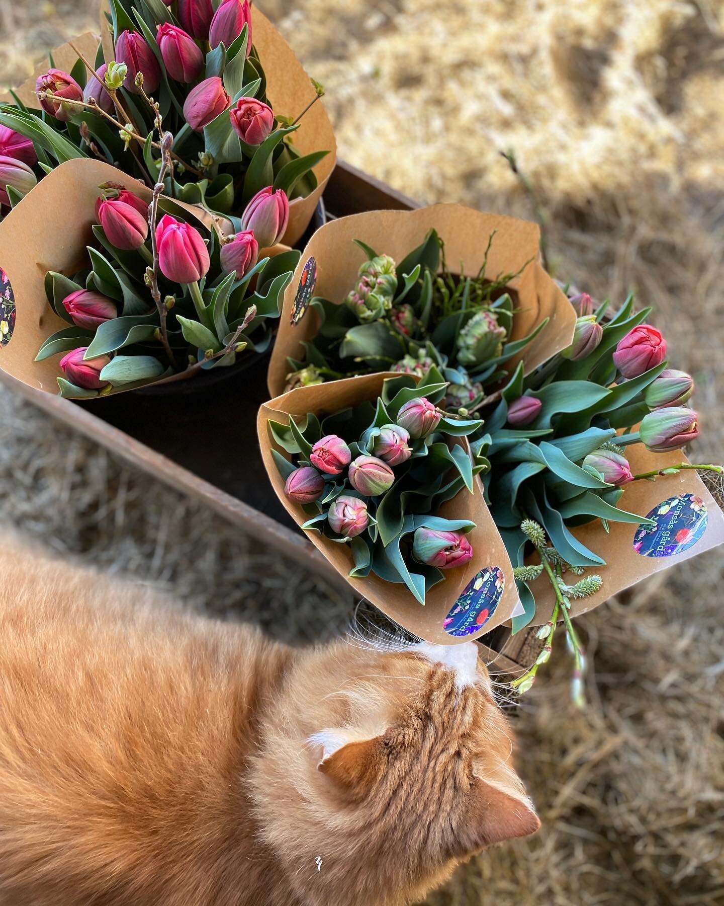 Om du er like interessert i tulipaner som pusen v&aring;r, Bruno

- s&aring; finner du nye ferske bunter tilsalgs p&aring; @sodahlhuset og Bunnpris Isfjorden p&aring; fredag🌺

#kortreist #lokaleblomster #blomsterbonde #v&aring;rblomster #tulipanbunt