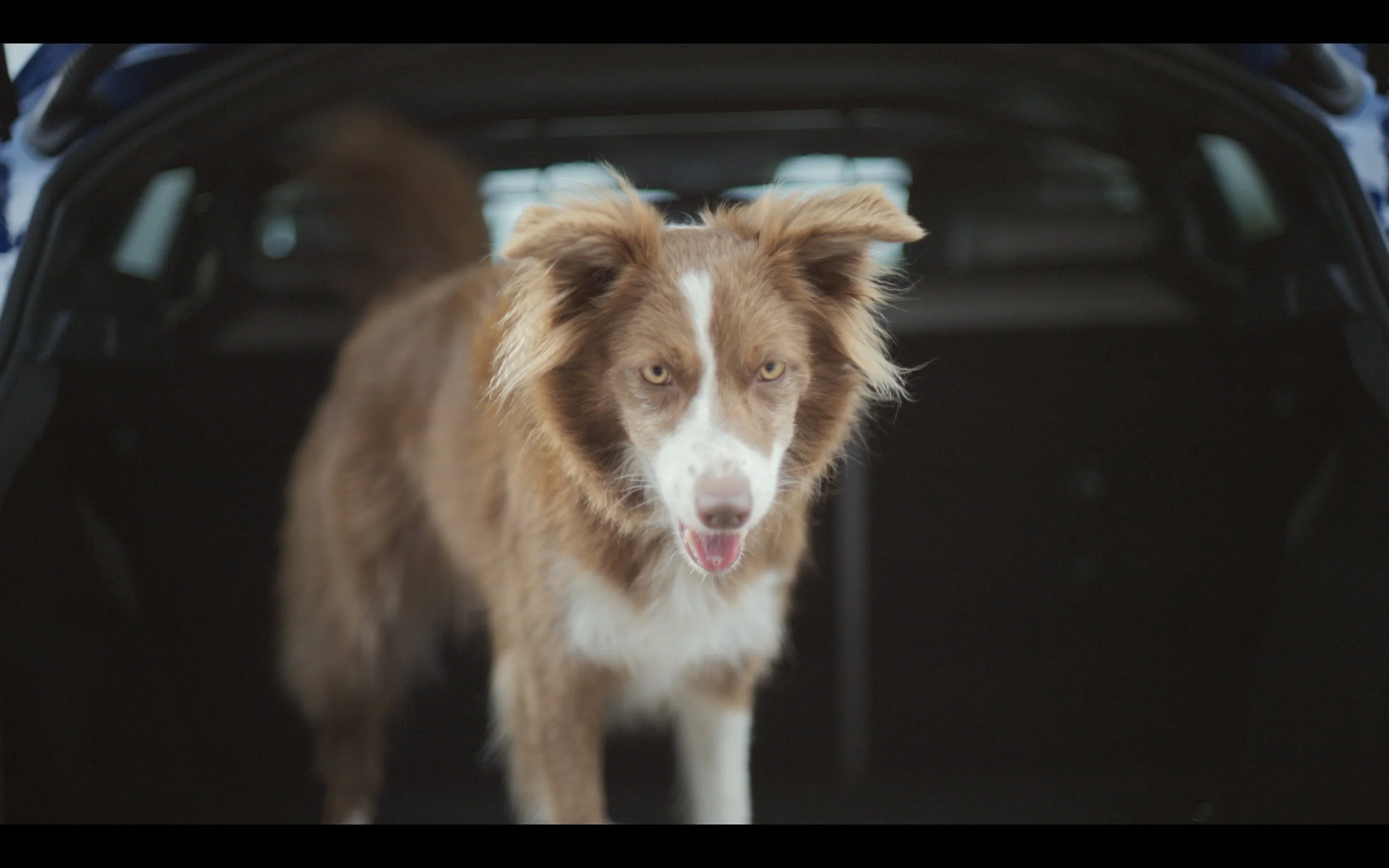 Martin-Bennett-Jaguar-E-PACE-Dogs.jpg