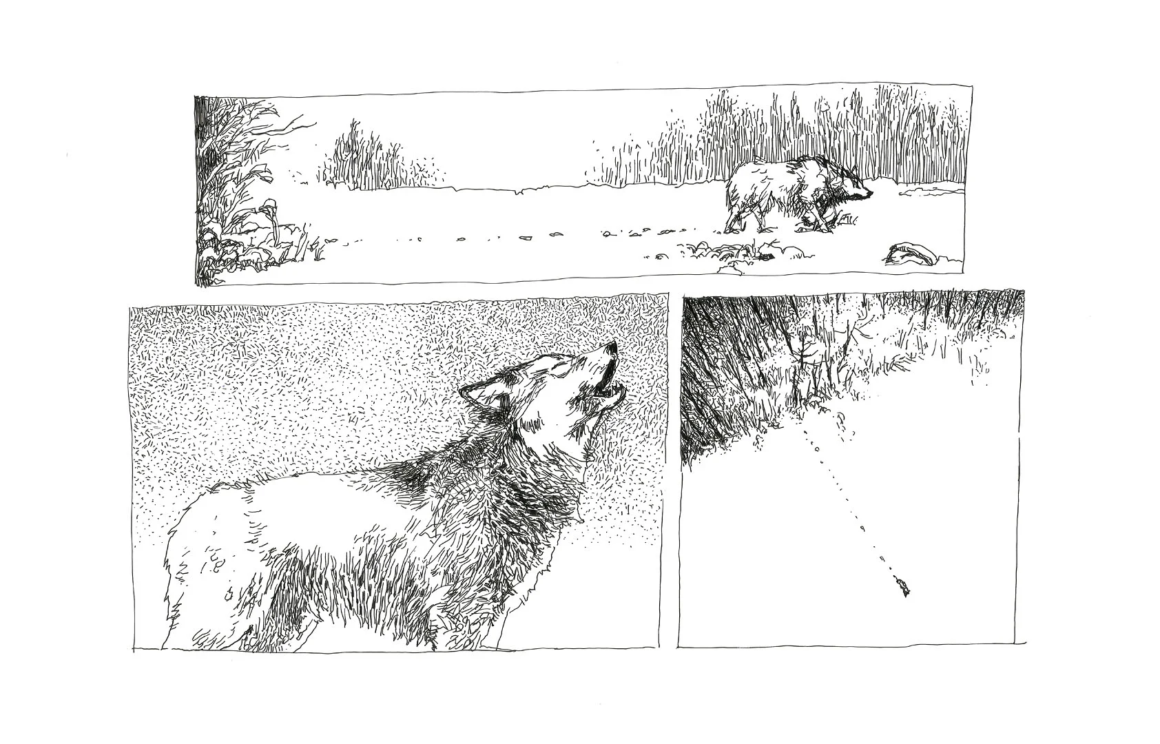 WolfSeq2_1080vpxWideMargin.jpg