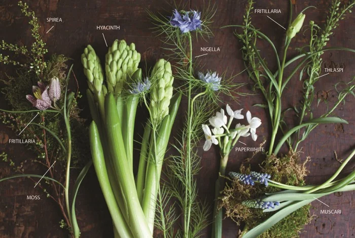 Ingredient Series on Botanical Brouhaha by Denise Fasanello Flowers.jpg