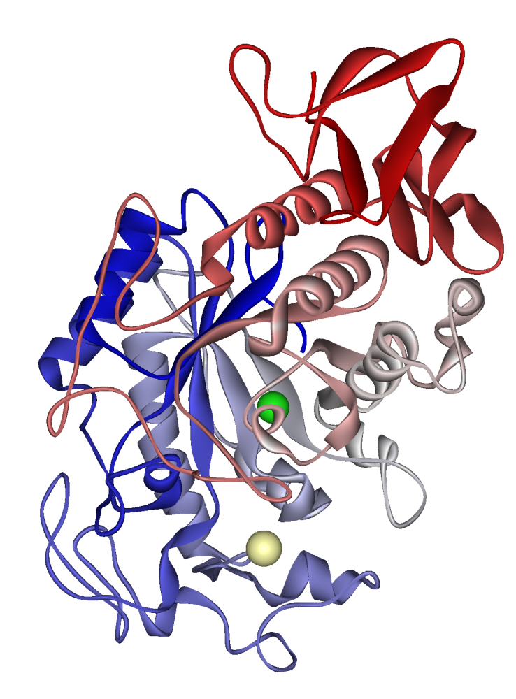 Pancreatic_alpha-amylase_1HNY.png