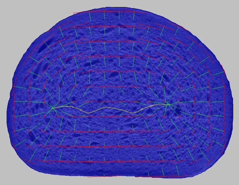 RYE BREAD - Elongation.jpg