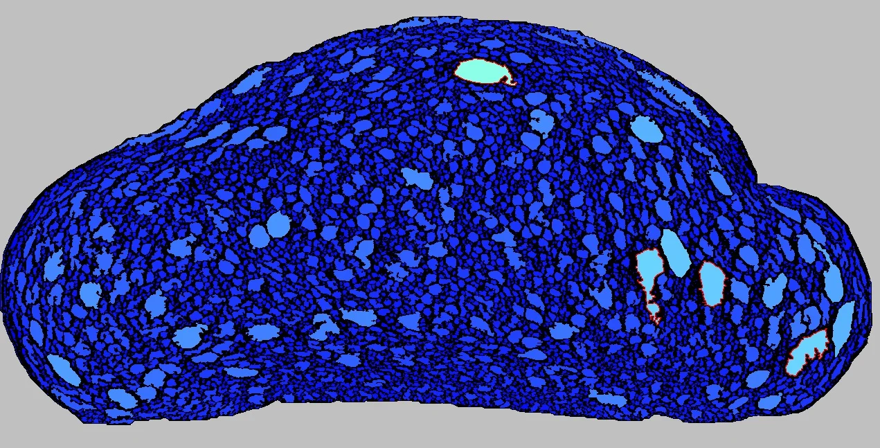 BLOOMER - Cell.jpg
