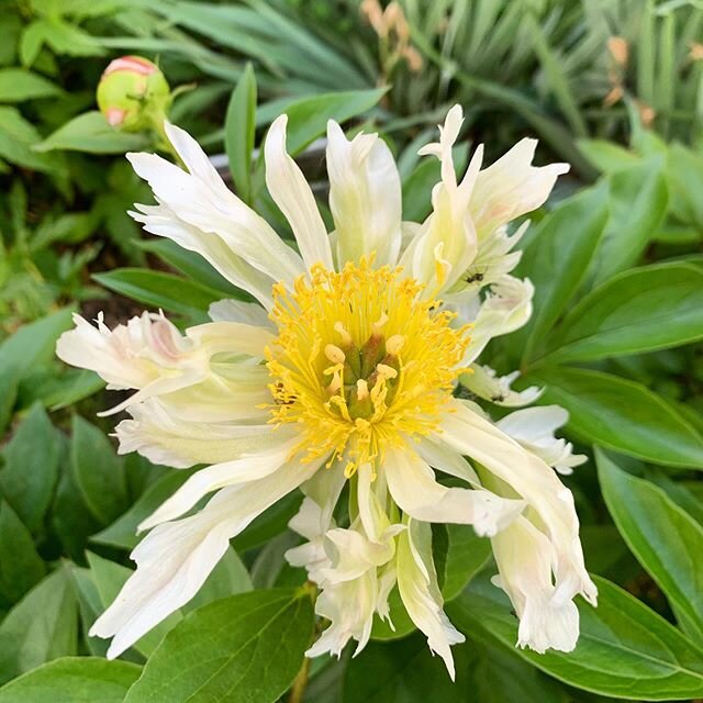 So in love with these wild, frilly looking peonies in my yard 😍😍😍 #peonies #inmyyard #gardeninspo