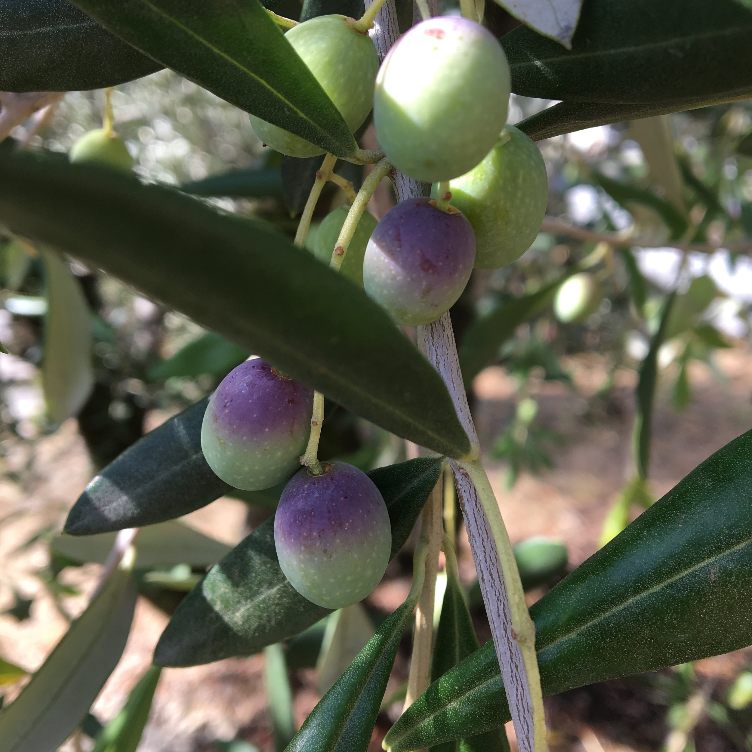 taggiasca olive