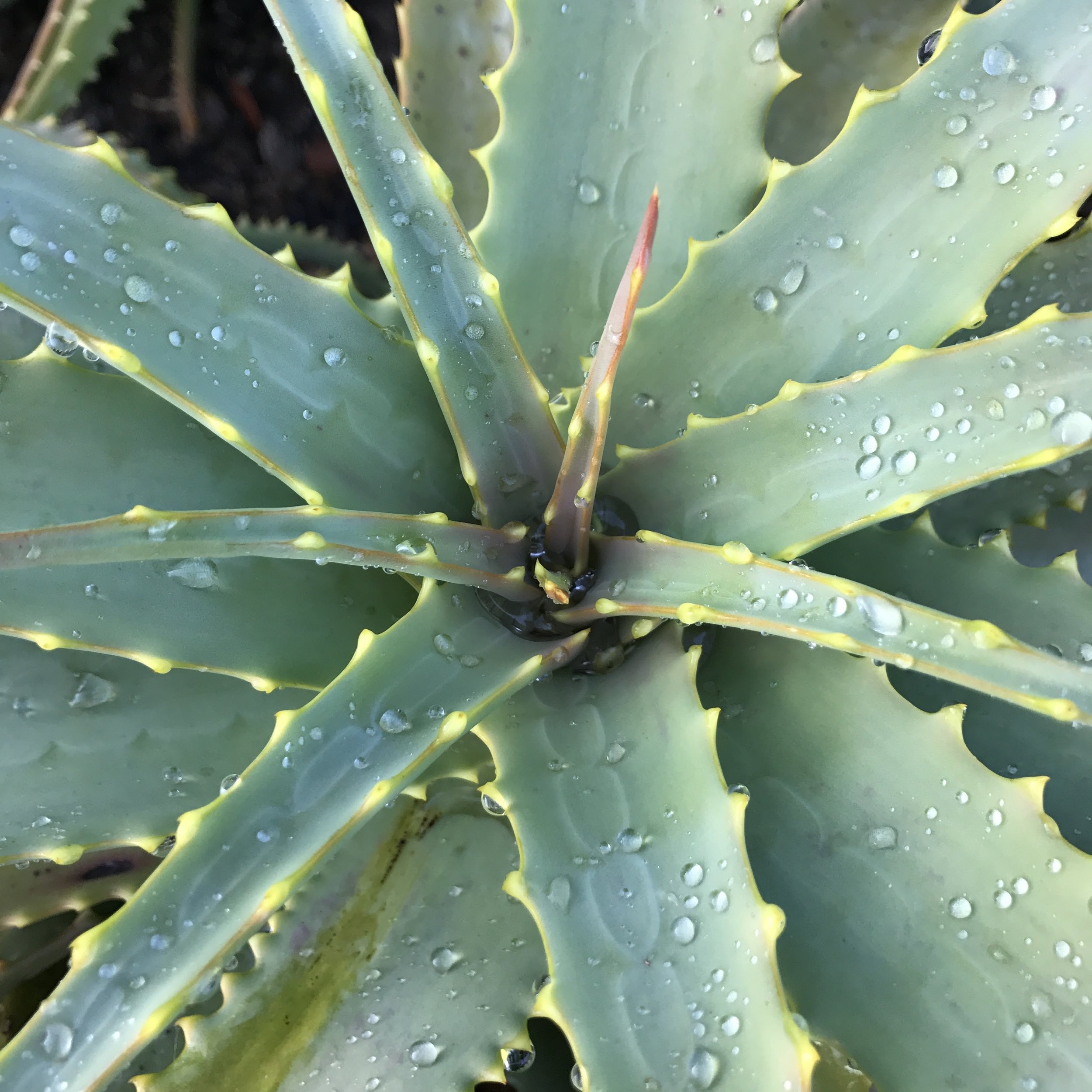 aloe detail