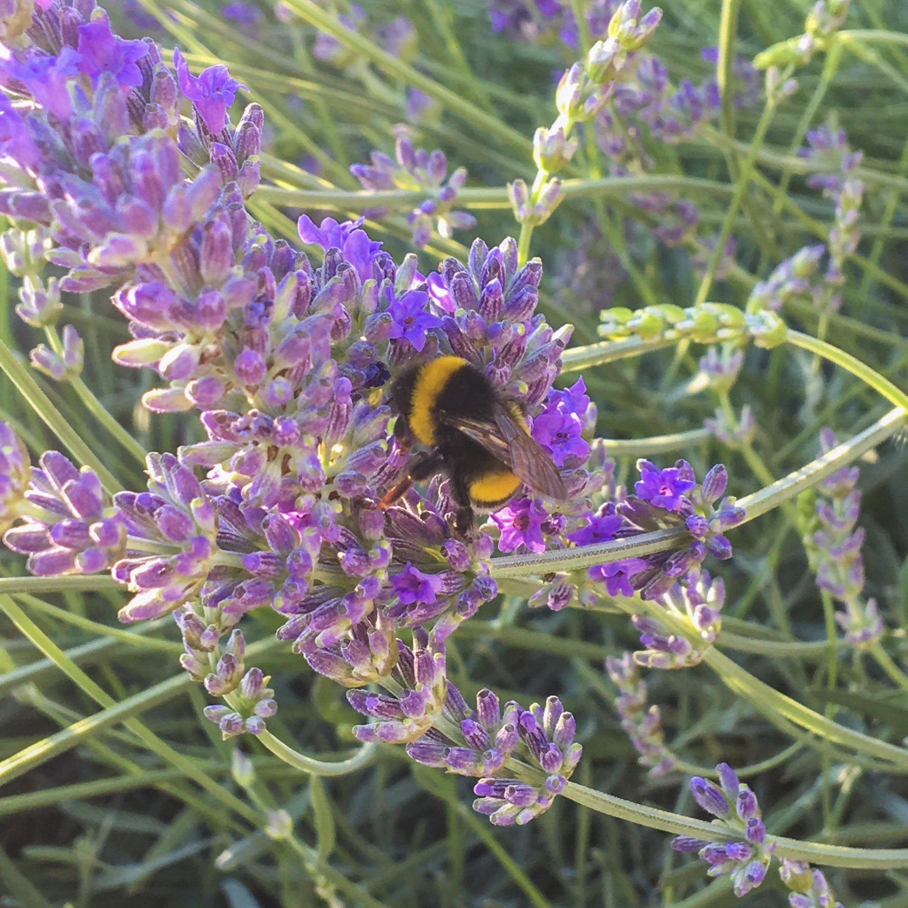 lavender detail and bee