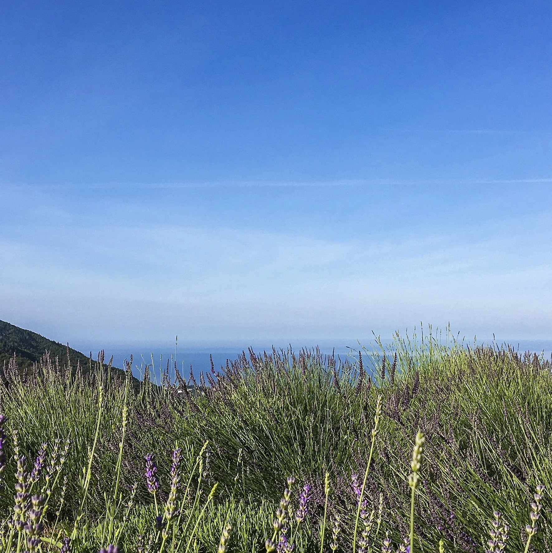 lavendel veld