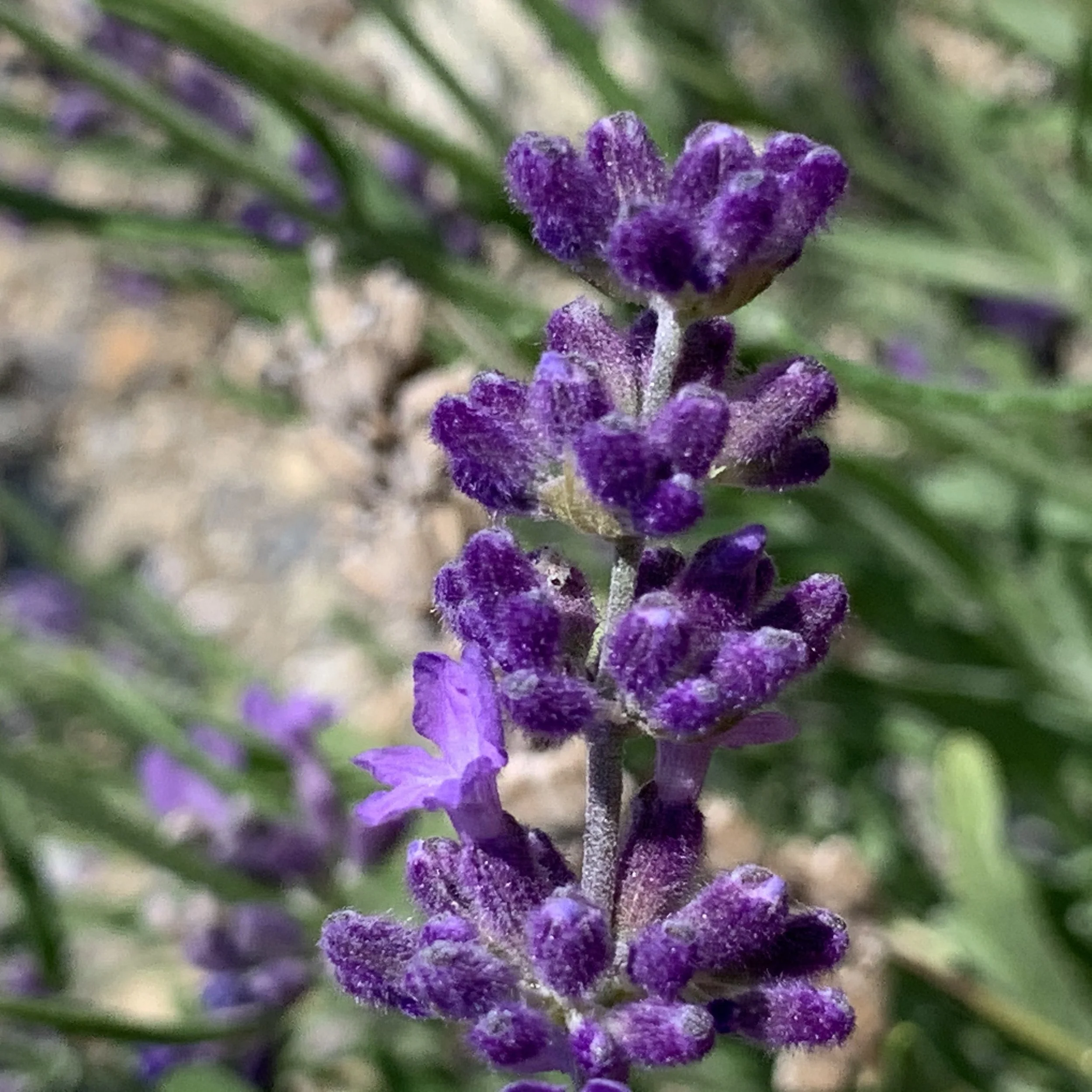 lavanda, eat&amp;drink