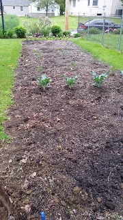 Believe it or not, there are plants in there.