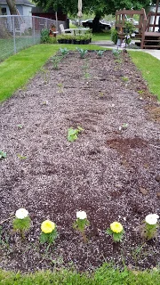 Excuse all the perlite, I had leftover potting soil from a project and added it to my garden. 