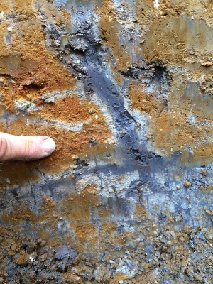 mottling soil.jpg