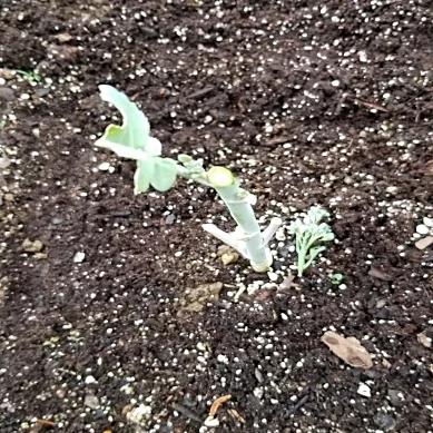 Extremely unprofitable broccoli, thanks to the family of rabbits living in our hedge