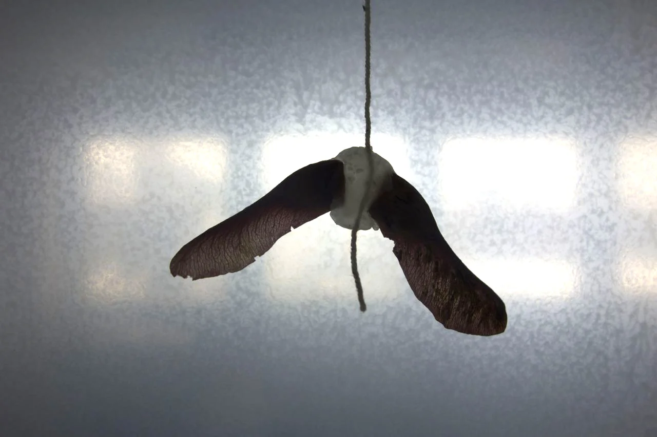 flying 1. kopi.jpg