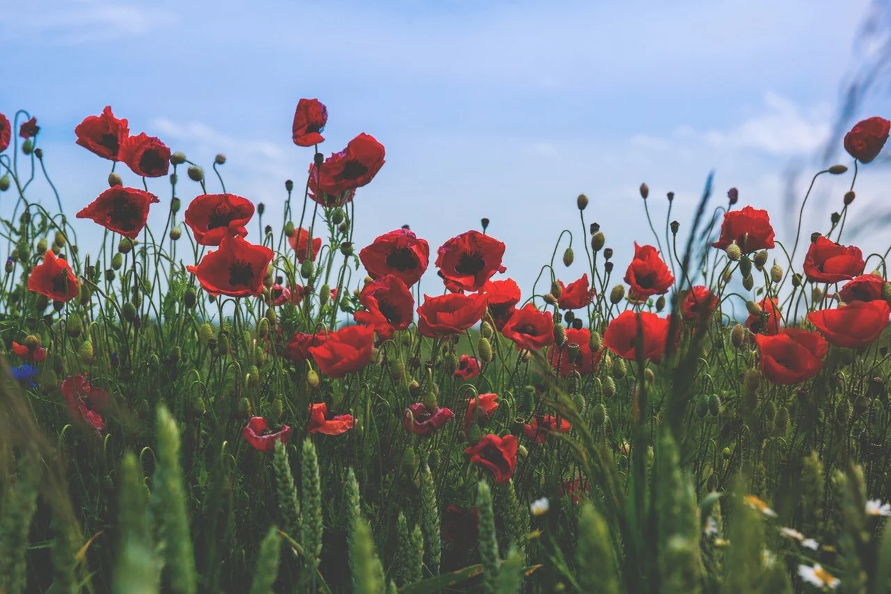 poppies.jpg
